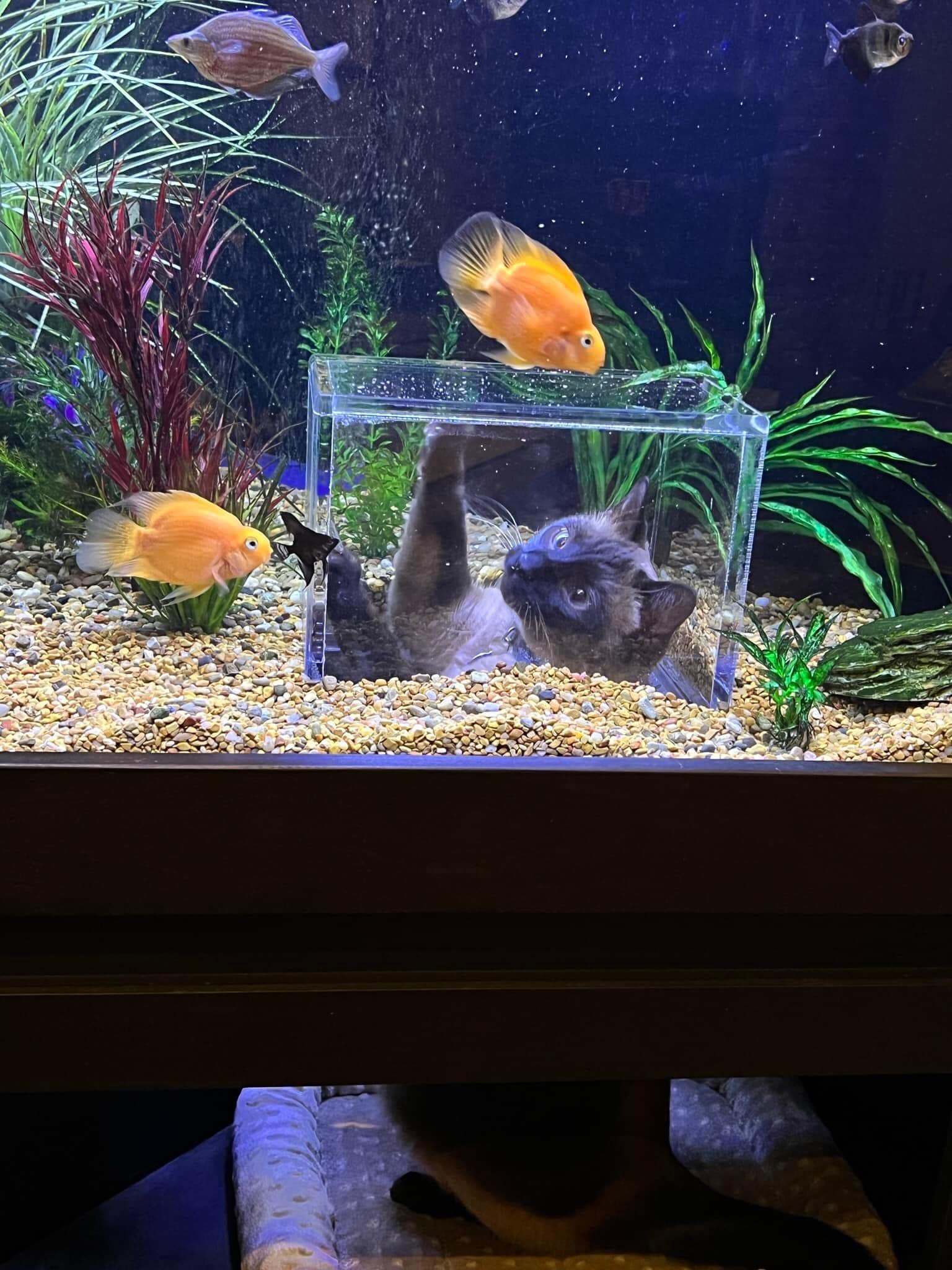 Woman has amazing idea for her aquarium