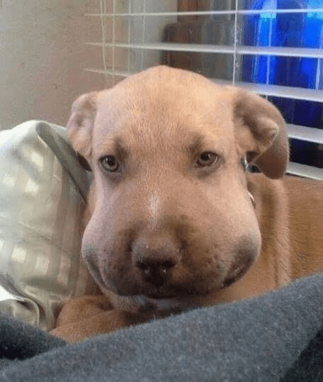 When the vet examined this puppy’s face more attentively, he saw how awful it was.