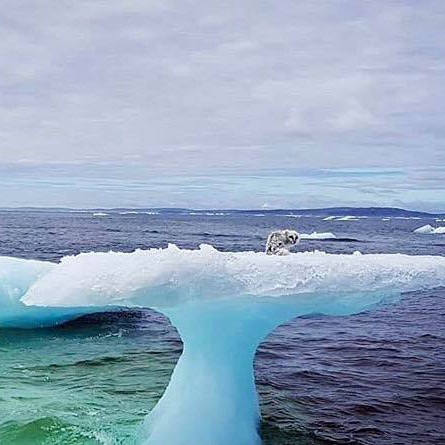 Fishermen notice something strange stranded on an iceberg and quickly understand the unbelievable truth.