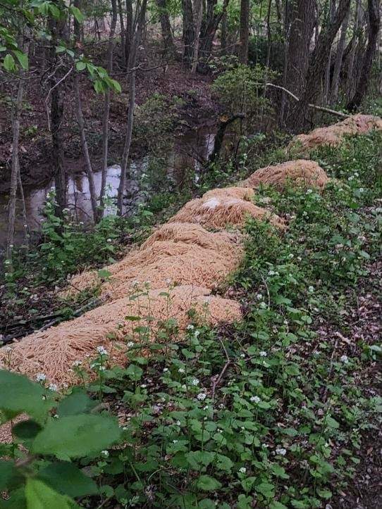 What triggered 500 pounds of letter pasta and noodles to be dumped in the woods has been revealed.