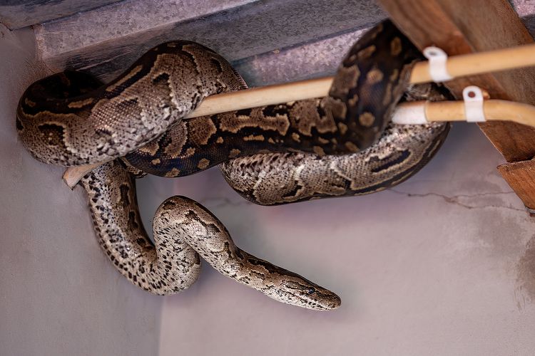 A Colorado woman discovered “shockingly large” snakes in the walls of her new home. “I’m terrified to death,” she says.