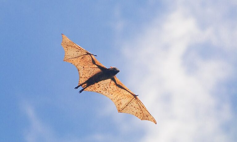 Although these bats appear dangerous, they are delicate creatures attempting to survive deforestation and hunting.