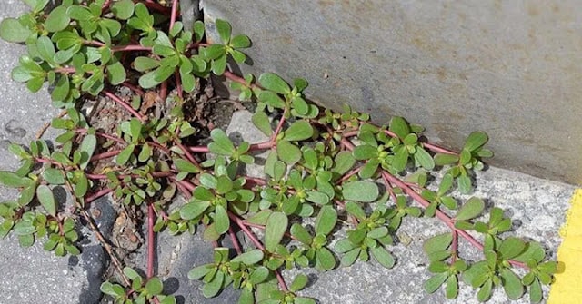 Purslane Plant