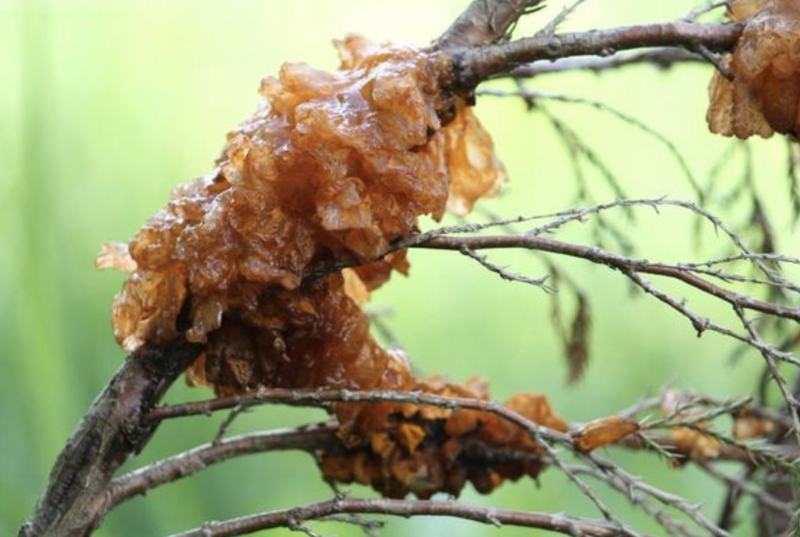 Strange Sight in the Trees: Cedar-Apple Rust