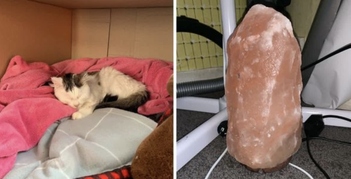 The Potential Dangers of Himalayan Salt Lamps for Pets