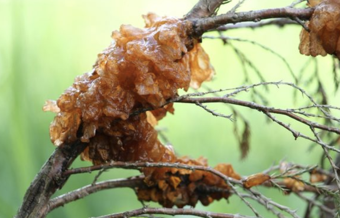 Dealing with Cedar-Apple Rust in Your Backyard