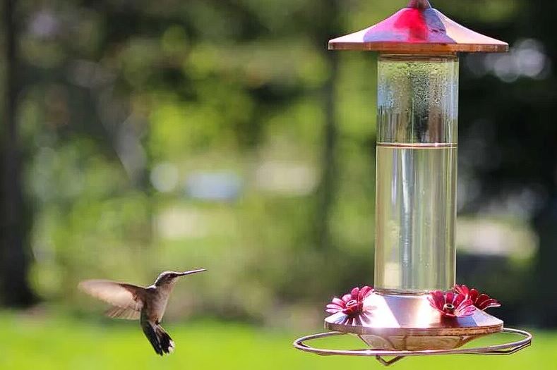 Cleaning Hummingbird Feeders: Keeping Our Feathered Friends Safe