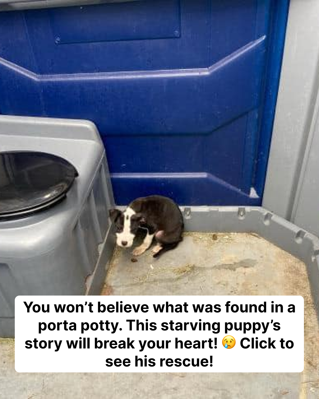 8-week-old puppy found abandoned in porta potty — Rescue gives him a second chance