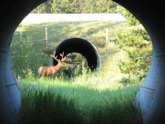 An elk uses a tunnel in the Banff area, one of the wildlife crossings designed to decrease vehicle-wildlife collisions and restore critical migration routes.