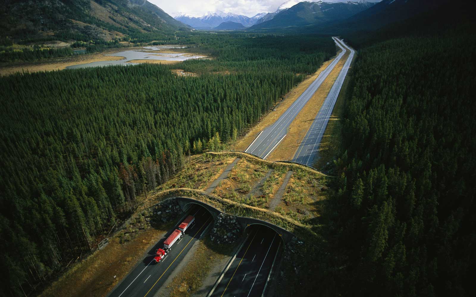 Wildlife Crossings Key to Highway Safety in Banff - discoverAPEGA