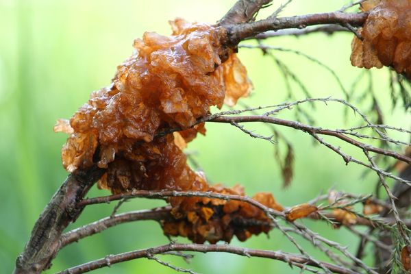 Strange yellow jelly on trees