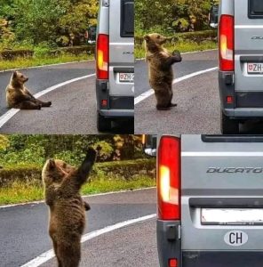 Man’s Drive Home Takes a Wild Turn When a Bear Tries to Open His Car Door