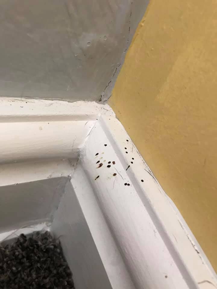 Spider Droppings