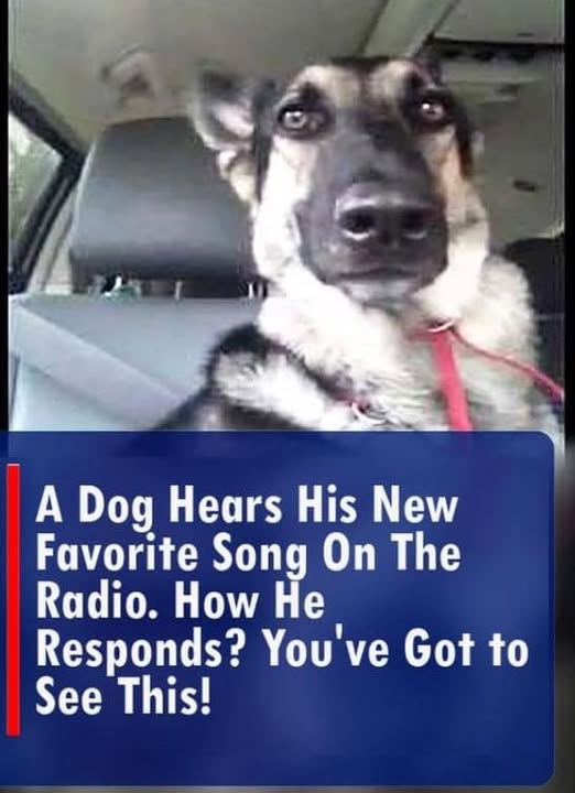 Dog Discovers His Favorite Tune on the Radio: A Joyful Reaction