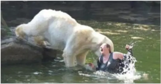 32-Year-Old Woman Faces Polar Bear Attack After Jumping Into Enclosure at Berlin Zoo