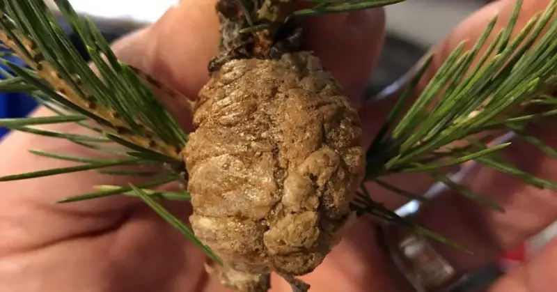 Praying Mantis Eggs in Christmas Tree: What You Need to Know