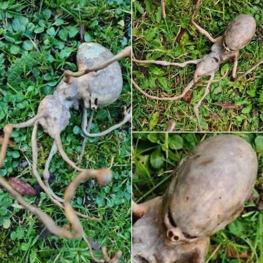 Neighbor Finds Mysterious Object in Backyard That Baffles the Internet