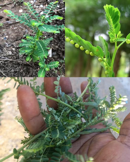 Stone Breaker (Phyllanthus niruri): A Miracle Herb with 25 Benefits and Practical Ways to Use It