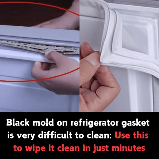 Black Mold on Refrigerator Gasket: Tips for a Quick Clean-up