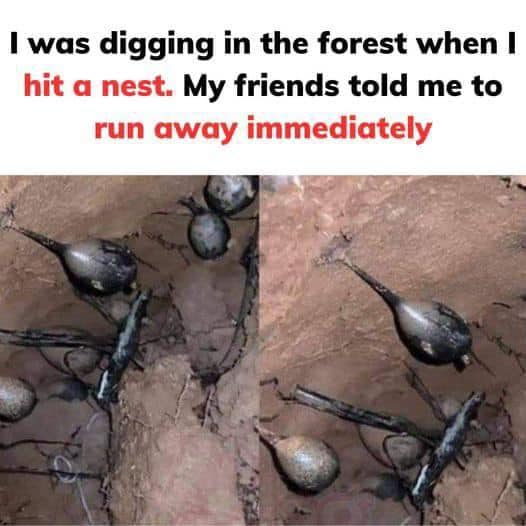 I Came Across A Nest While Digging In The Jungle: My Friends Suggested I Leave Immediately