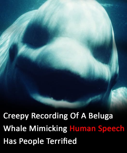 Beluga Whale Amazes by Mimicking Human Speech