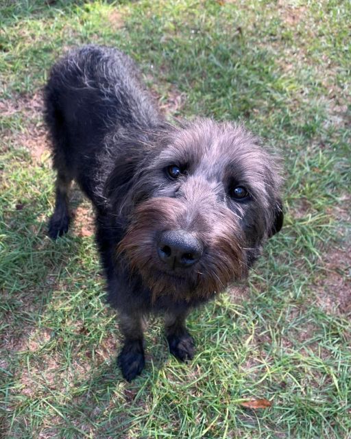 WE MOVED INTO A LATE MAN’S HOUSE, AND EVERY DAY A DOG CAME TO US