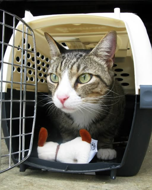 AM I WRONG FOR CORRECTING MY 71-YEAR-OLD FRIEND WHEN SHE SAID SHE “RE-HOMED” HER CAT?