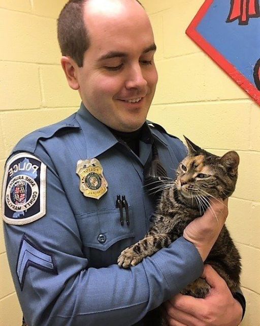 The Police Brought Me My Lost Cat—but the Story Didn’t Add Up