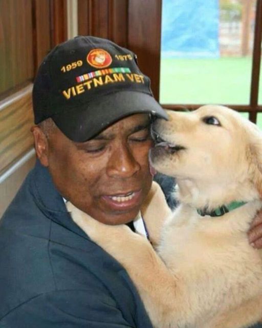 A Lonely Veteran With No Family Refused to Adopt—until One Dog Chose Him… and Then Everything Changed