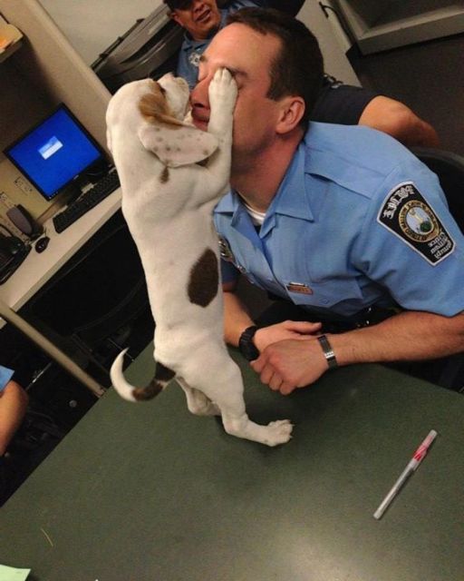 A Lost Puppy Wandered Into the Police Station—minutes Later, They Realized Why He Was There