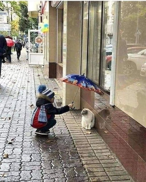 HE GAVE HIS UMBRELLA TO A STRAY CAT—AND THAT’S NOT EVEN THE PART THAT GOT ME