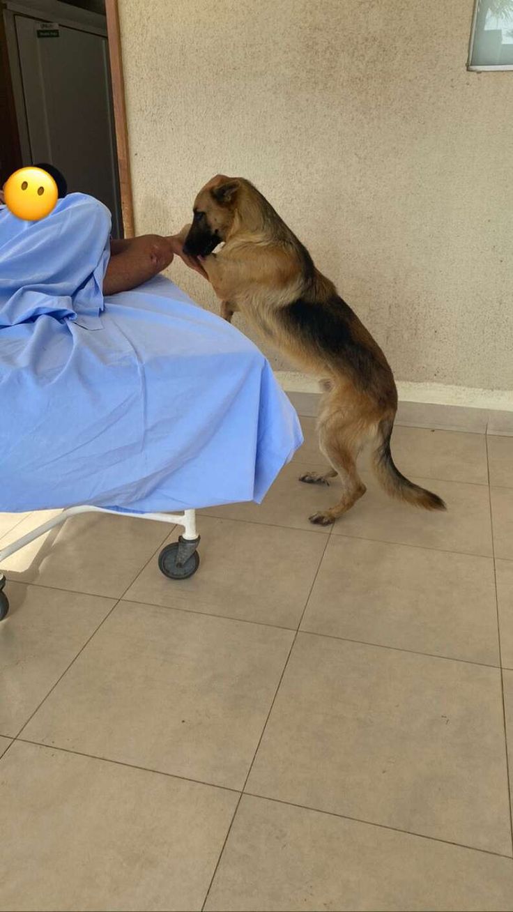 THE DOG WOULDN’T LET THE PARAMEDICS TAKE ME WITHOUT HIM