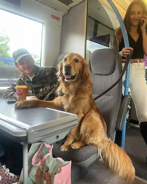 I TOOK THE TRAIN TO ESCAPE MY THOUGHTS—AND SAT ACROSS FROM A DOG WHO SEEMED TO UNDERSTAND IT ALL