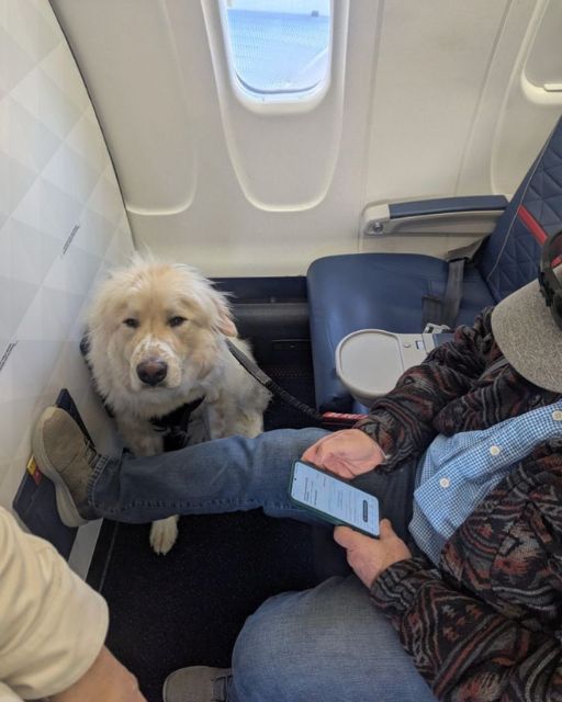 HE WOULDN’T TALK TO ANYONE ON THE PLANE—BUT THEN MY SERVICE DOG SAT NEXT TO HIM