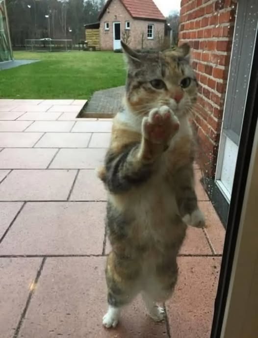 EVERY MORNING, HE APPEARS AT THE WINDOW – THE REASON BR0KE MY HEART 💔