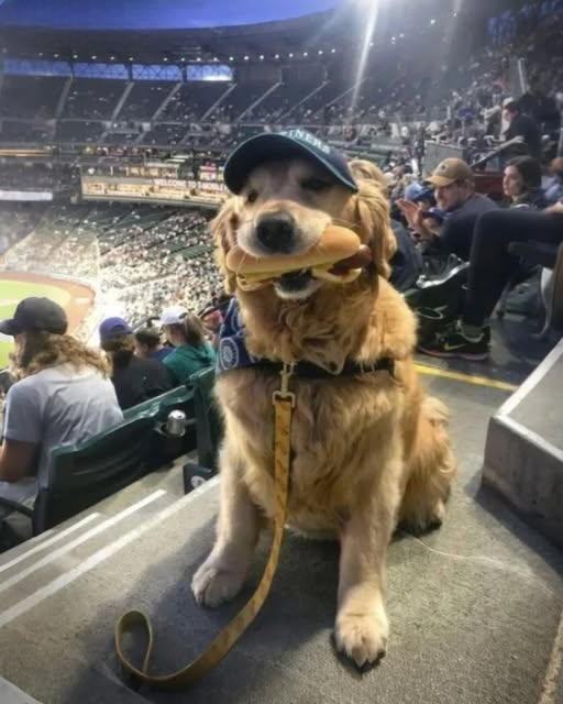 MY DOG STOLE A HOT DOG AT THE BALLGAME, BUT INSTEAD OF GETTING MAD, THE CROWD DID SOMETHING I NEVER EXPECTED