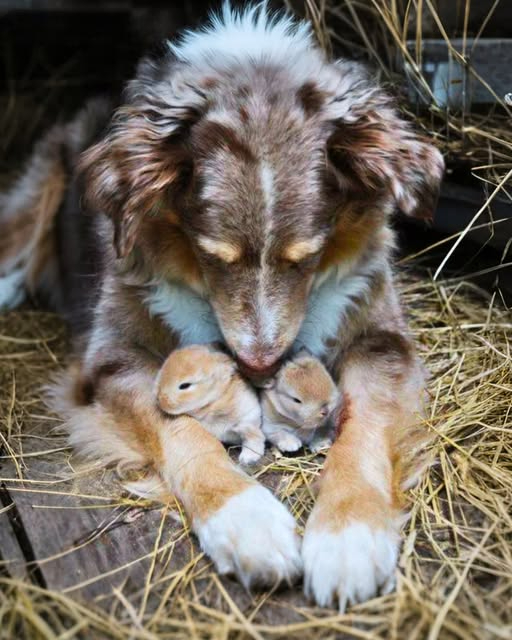 I CAUGHT MY DOG HIDING SOMETHING—I THOUGHT SHE WAS HIDING HER PUPPIES, BUT THEY WEREN’T PUPPIES AT ALL…