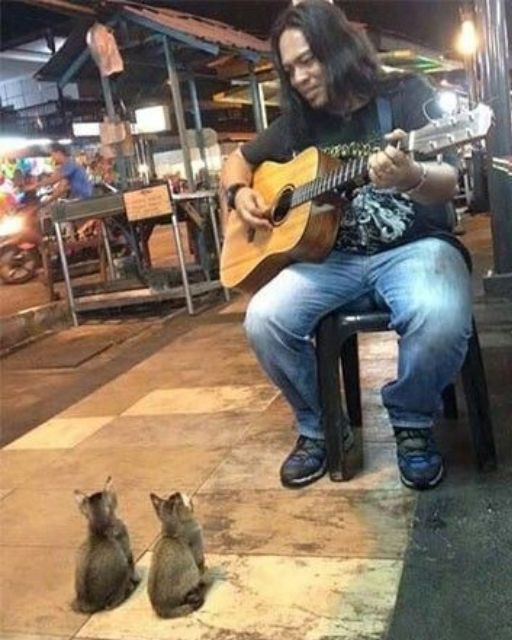I WAS ON VACATION WHEN I SAW A MAN PLAYING GUITAR FOR TWO KITTENS—AND I COULDN’T WALK AWAY
