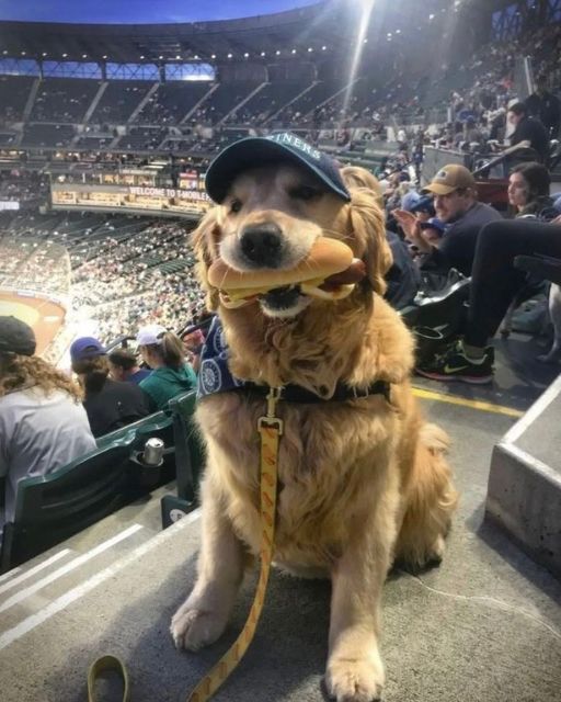 MY DOG STOLE A HOT DOG AT THE BALLGAME—BUT INSTEAD OF GETTING MAD, THE CROWD DID SOMETHING I NEVER EXPECTED