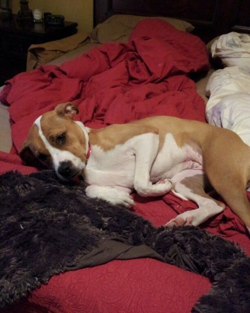 AM I WRONG FOR CHOOSING A DOG OVER MY OWN SISTER?