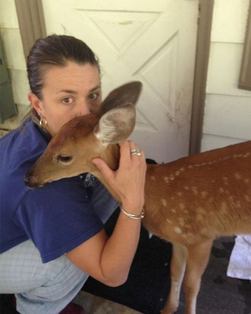 A DEER SHOWED UP AT OUR CLINIC DOOR—BUT WHAT WE FOUND TIED TO ITS LEG MADE US CALL THE POLICE