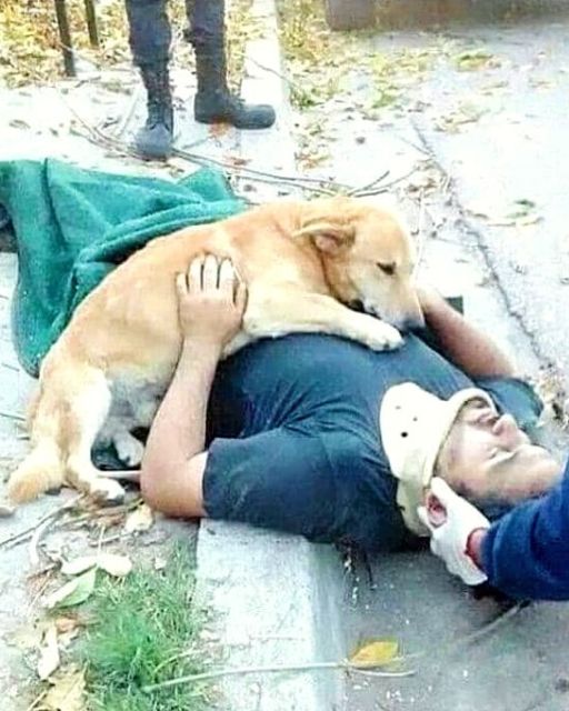 THEY TRIED TO LIFT HIM ONTO THE STRETCHER—BUT THE DOG WOULDN’T MOVE