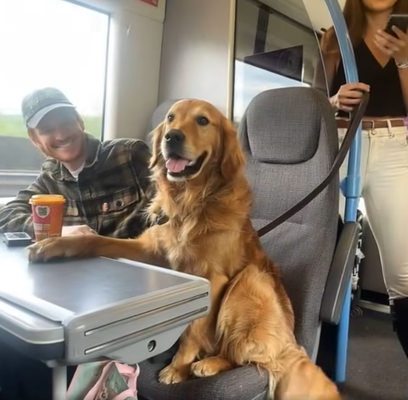 I TOOK THE TRAIN TO CLEAR MY HEAD—AND SAT ACROSS FROM A DOG WHO KNEW TOO MUCH