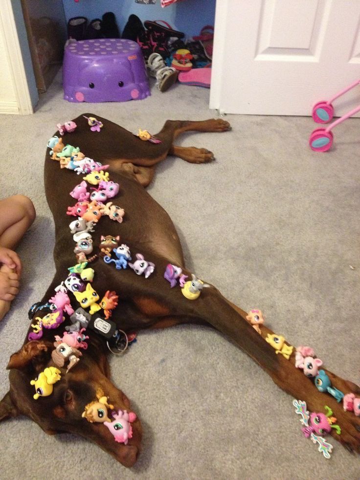 I LEFT MY DOG WITH MY KIDS FOR FIVE MINUTES—AND CAME BACK TO A SCENE THAT BROKE ME