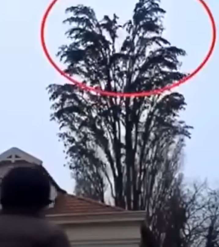 He was just filming a tree, but at 0:18, something happened that he will remember for a long time. 😱😱⤵️