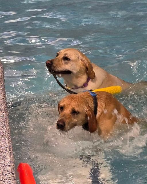 MY DOG STARTED TEACHING OTHER DOGS HOW TO SWIM—AND HONESTLY, I’M NOT SURPRISED