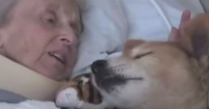 The Heartwarming Tale of Baxter, the Healing Dog