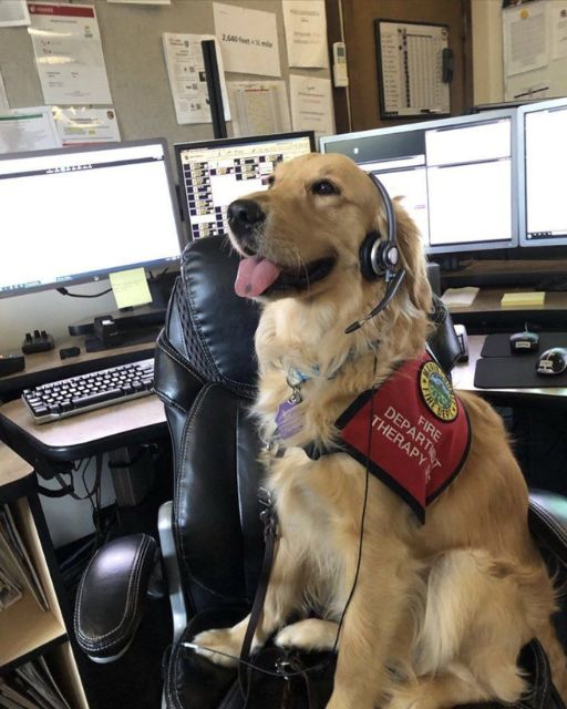 The Firehouse Dog Saved My Uncle’s Life—But None Of Them Will Admit What Really Happened