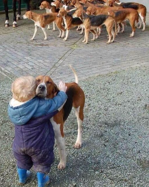 My Son Picked One Dog Out Of The Pack – And Now The Others Won’t Go Near Him