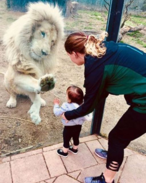 My Sister Took Her Daughter To The Zoo But The Lion Only Reacted To Her